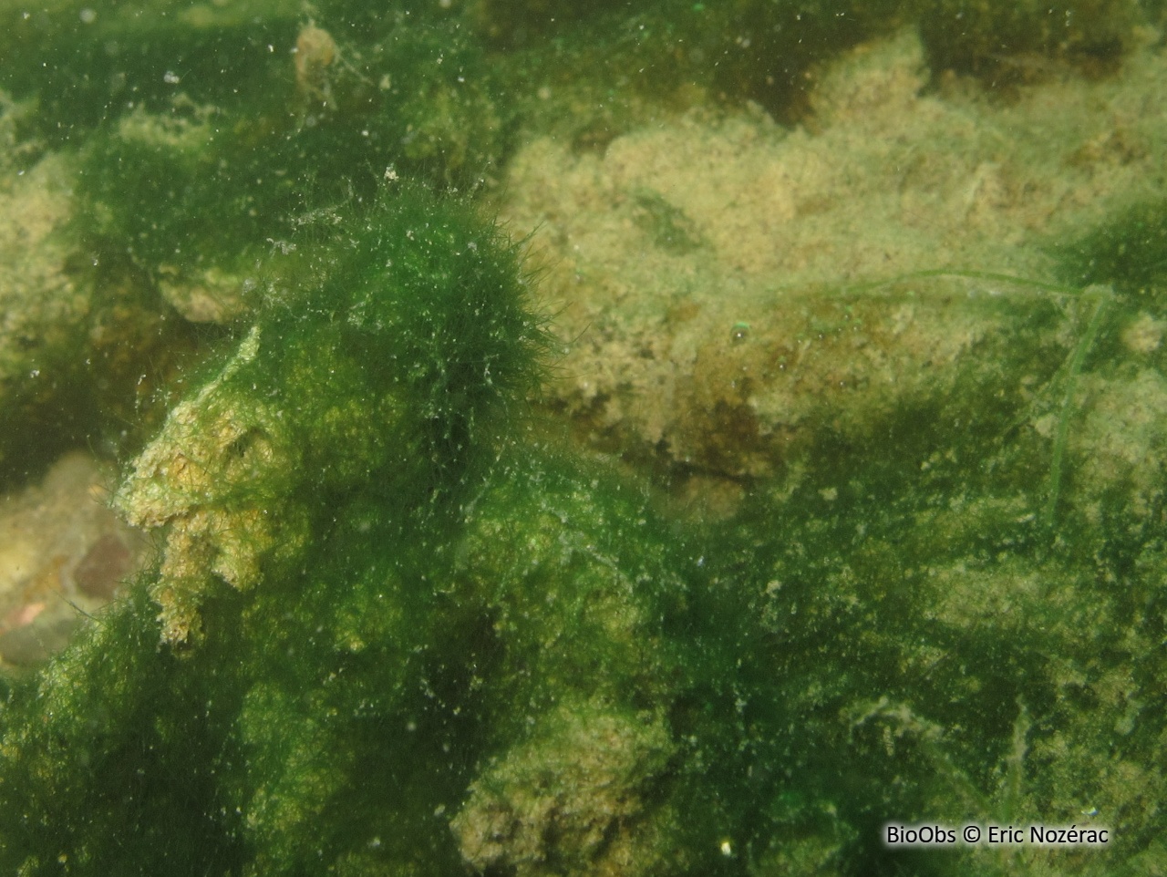 Cladophore - Cladophora sp. - Eric Nozérac - BioObs