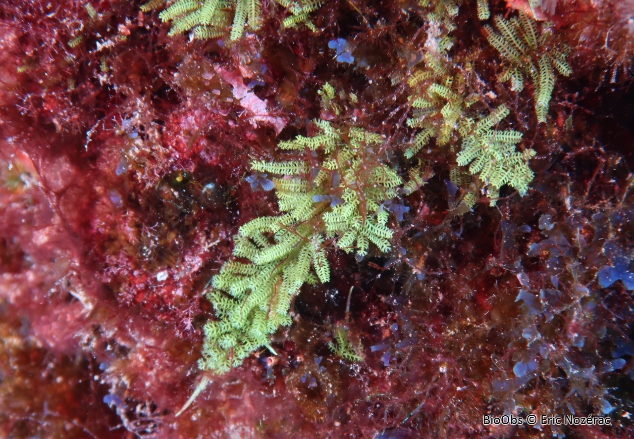 Caulerpa webbiana - Caulerpa webbiana - Eric Nozérac - BioObs