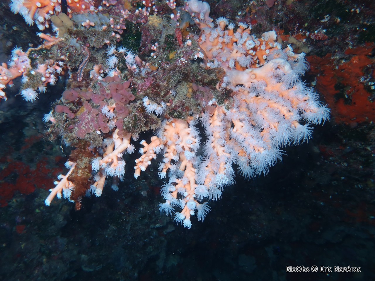 Corail arborescent orange - Dendrophyllia ramea - Eric Nozérac - BioObs