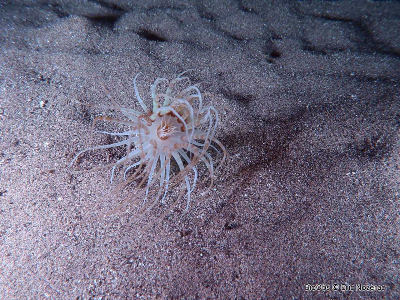 Cérianthe de Madère - Isarachnanthus maderensis - Eric Nozérac - BioObs
