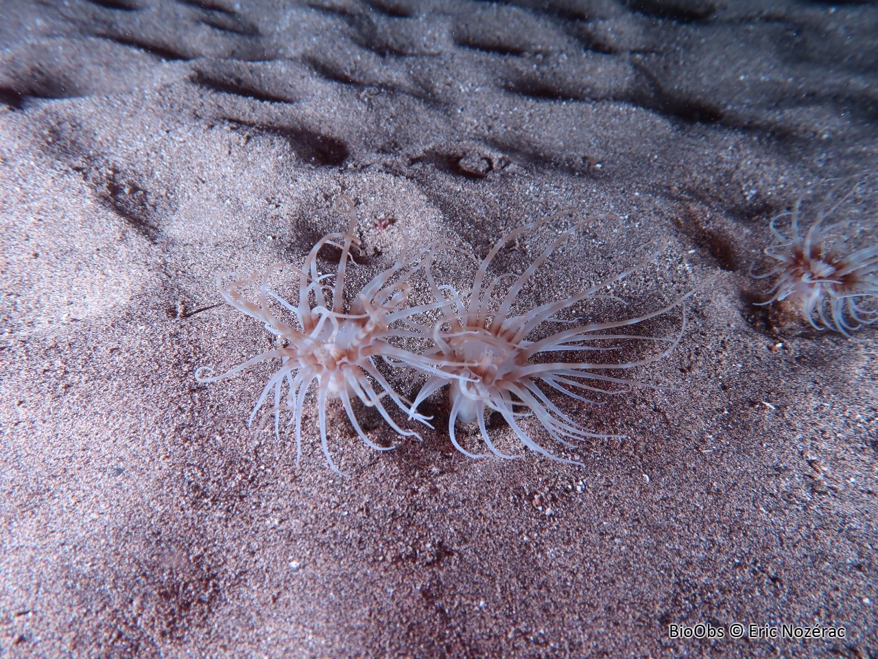 Cérianthe de Madère - Isarachnanthus maderensis - Eric Nozérac - BioObs