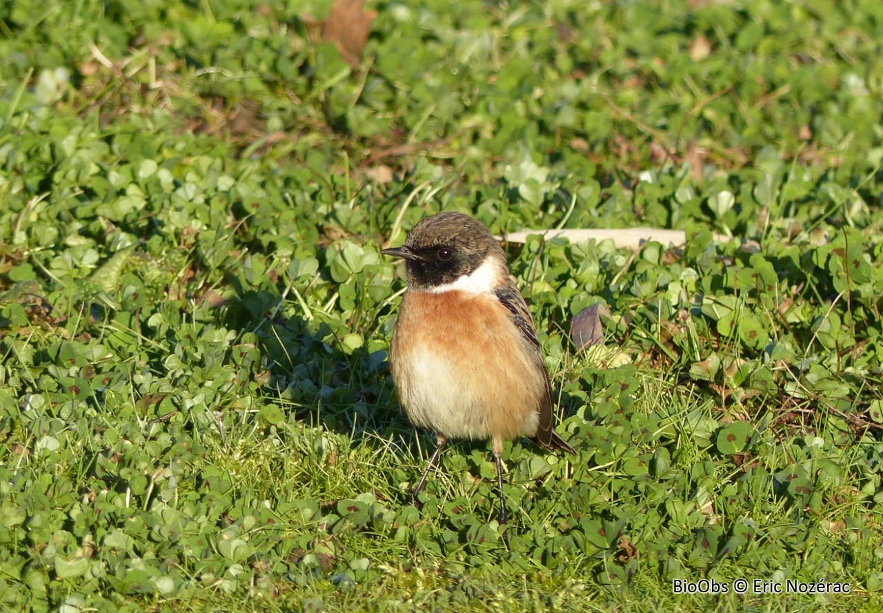 Tarier pâtre - Saxicola rubicola - Eric Nozérac - BioObs