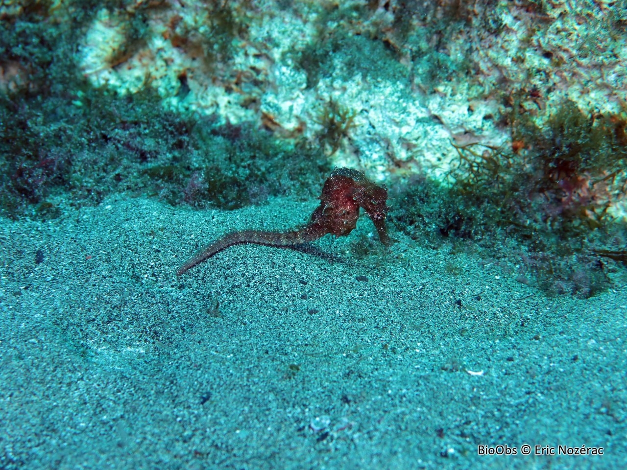 Hippocampe algiricus - Hippocampus algiricus - Eric Nozérac - BioObs