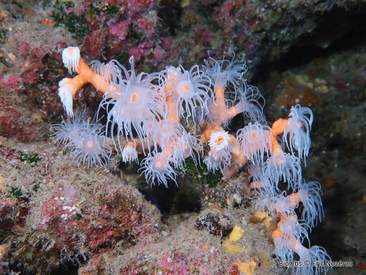 Corail arborescent orange - Dendrophyllia ramea - Eric Nozérac - BioObs