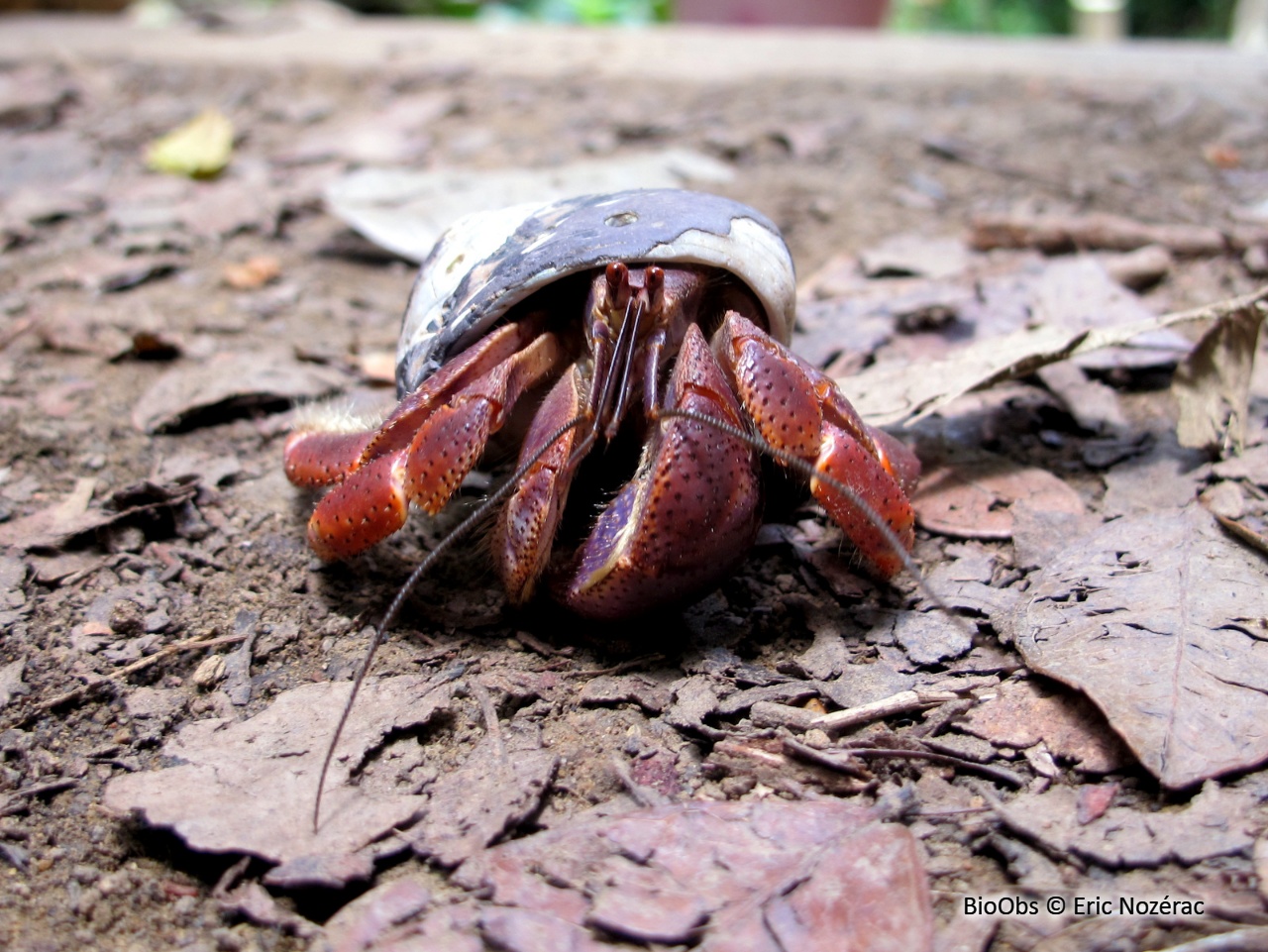 Bernard-l'ermite terrestre - Coenobita clypeatus - Eric Nozérac - BioObs