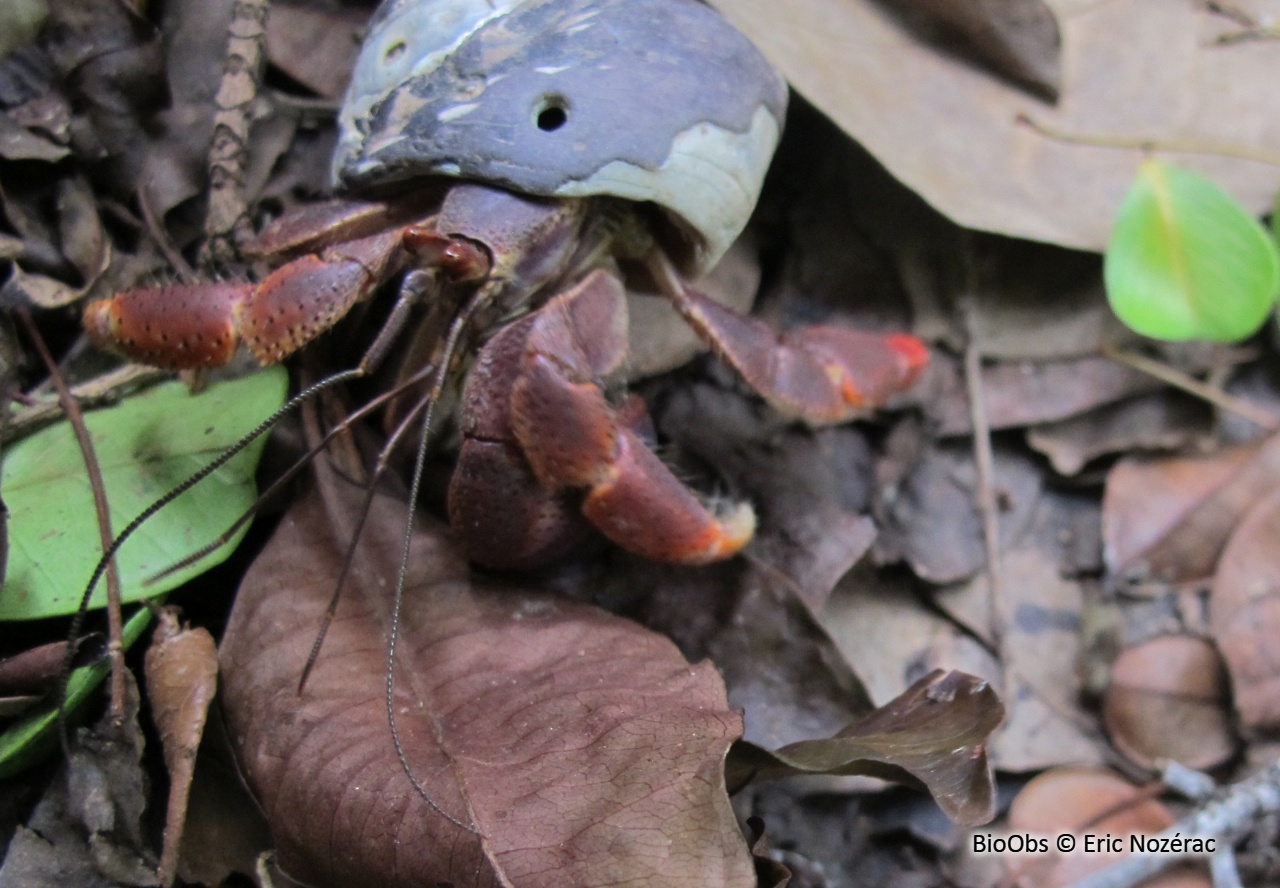 Bernard-l'ermite terrestre - Coenobita clypeatus - Eric Nozérac - BioObs