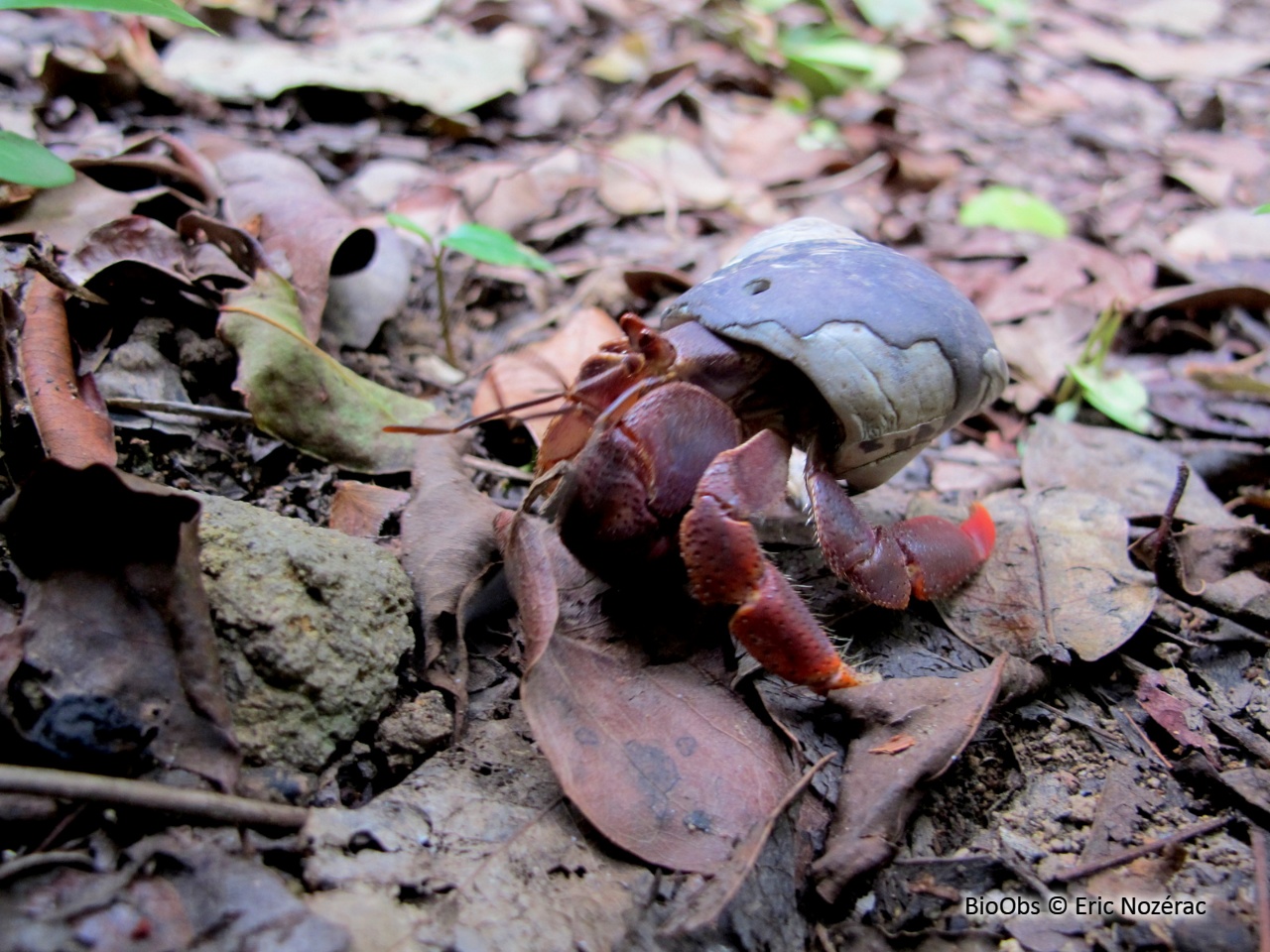 Bernard-l'ermite terrestre - Coenobita clypeatus - Eric Nozérac - BioObs