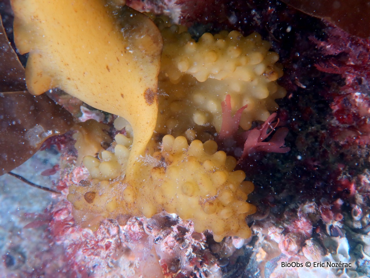 Laminaire à bulbe - Saccorhiza polyschides - Eric Nozérac - BioObs