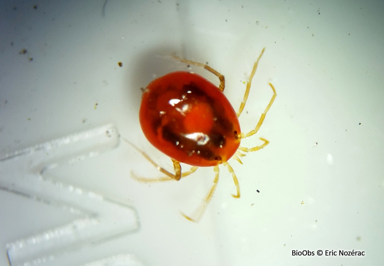 Hydracariens - Hydrachnidae - Eric Nozérac - BioObs