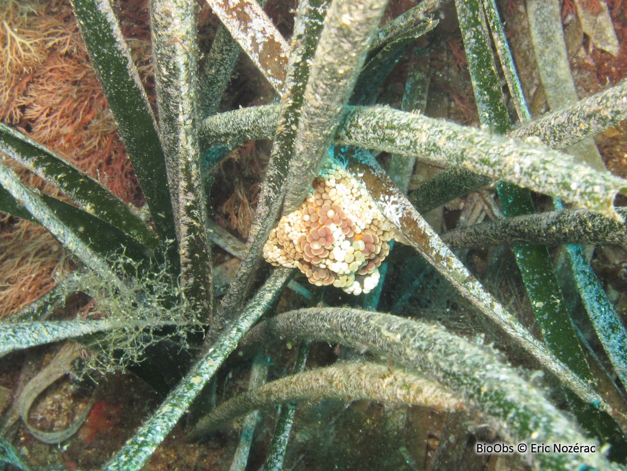 Alicia - Alicia mirabilis - Eric Nozérac - BioObs