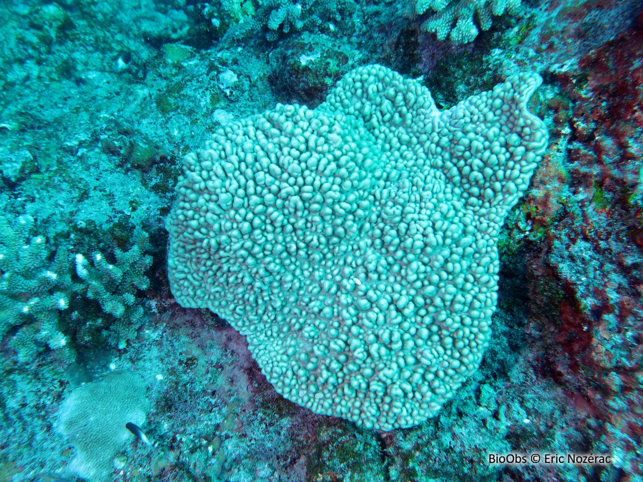 Sinulaire - Sinularia spp - Eric Nozérac - BioObs