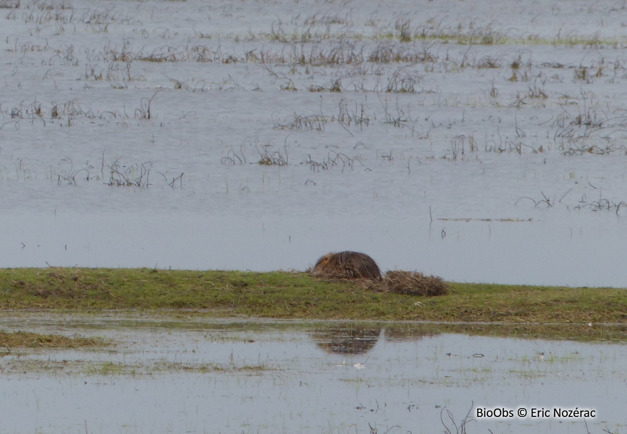 Rat musqué - Ondatra zibethicus - Eric Nozérac - BioObs