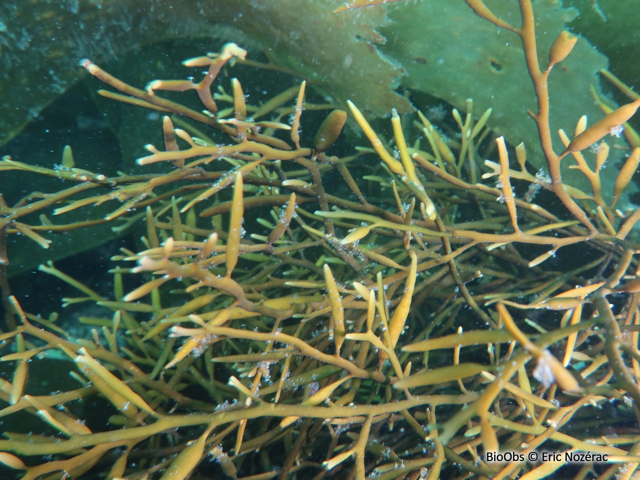 Queue de poulain - Halidrys siliquosa - Eric Nozérac - BioObs