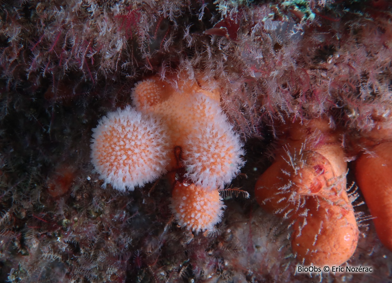 Alcyon jaune - Alcyonium digitatum - Eric Nozérac - BioObs