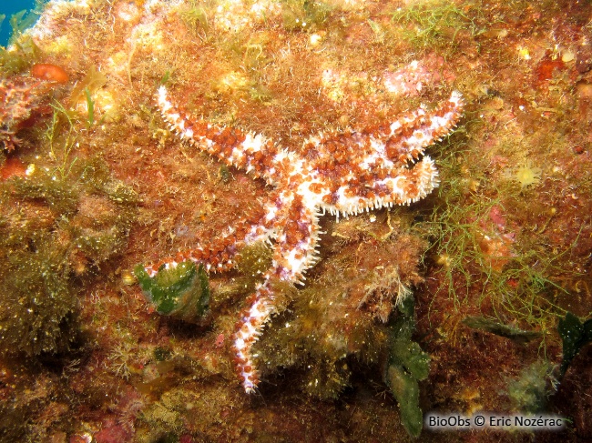 Etoile de mer épineuse - Coscinasterias tenuispina - Eric Nozérac - BioObs