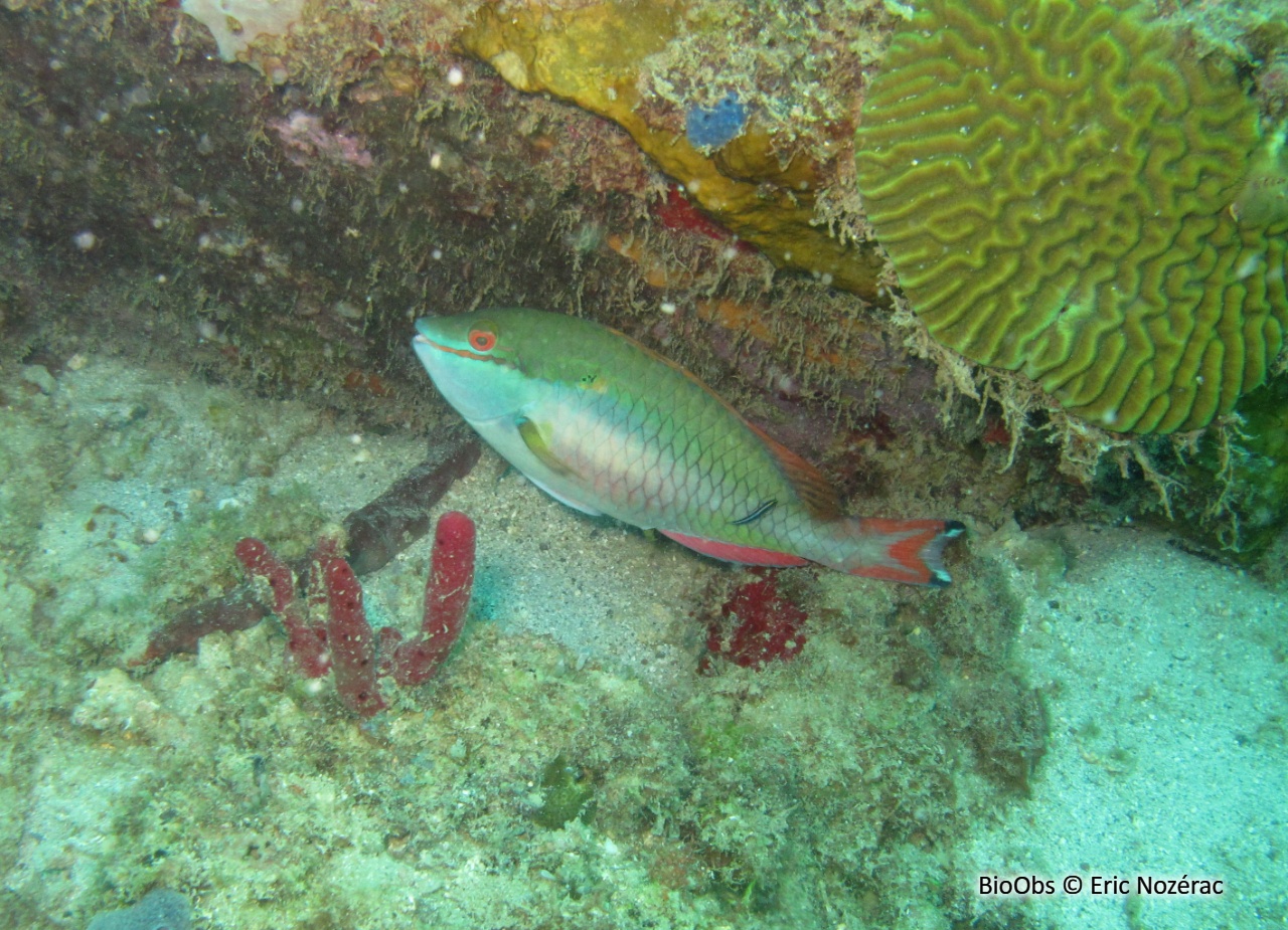 Perroquet à bride - Sparisoma aurofrenatum - Eric Nozérac - BioObs