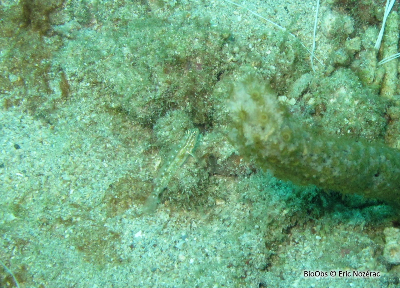 Gobie de fond corallien - Coryphopterus tortugae - Eric Nozérac - BioObs