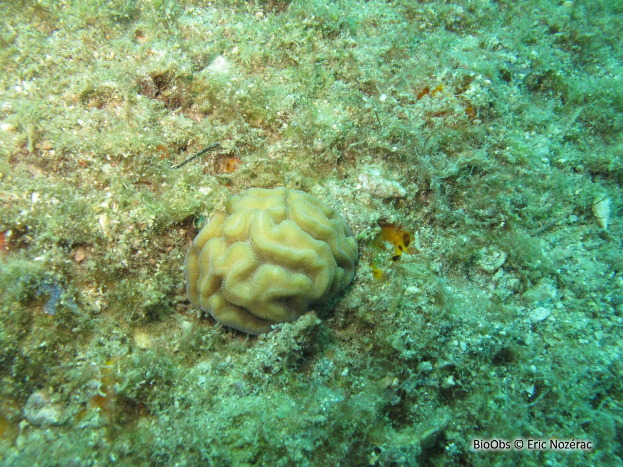 Rose de corail - Manicina areolata - Eric Nozérac - BioObs