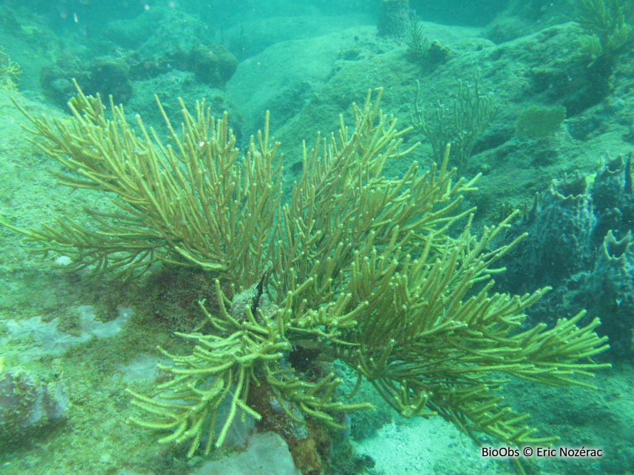 Plume de mer rugueuse - Muriceopsis flavida - Eric Nozérac - BioObs
