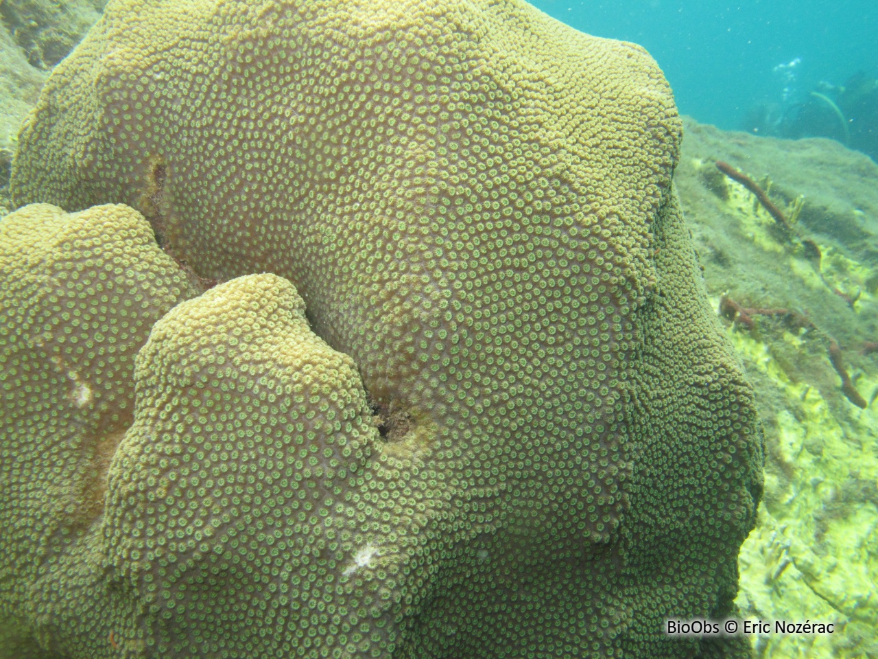 Corail étoilé massif - Orbicella annularis - Eric Nozérac - BioObs