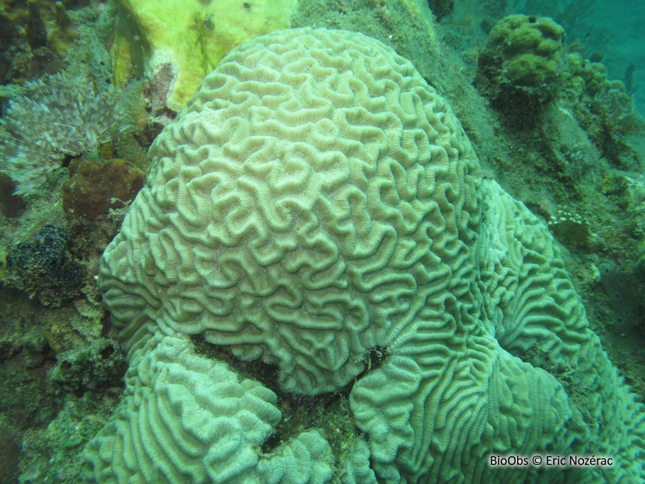 Corail-cerveau symétrique - Pseudodiploria strigosa - Eric Nozérac - BioObs