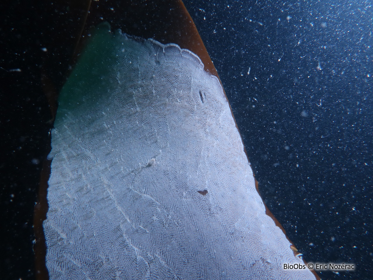 Membranipore - Membranipora membranacea - Eric Nozérac - BioObs