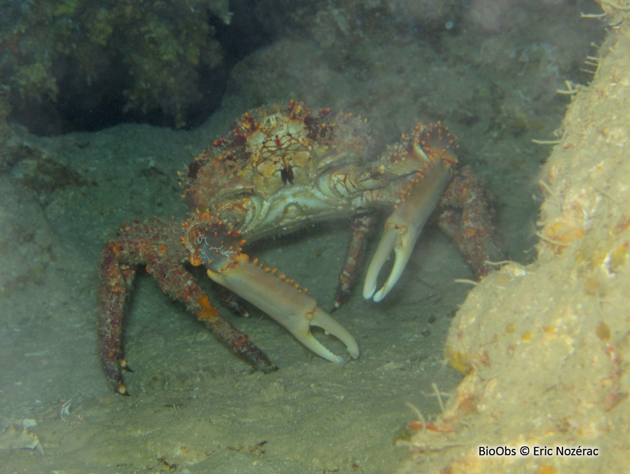 Araignée de mer verruqueuse - Maguimithrax spinosissimus - Eric Nozérac - BioObs