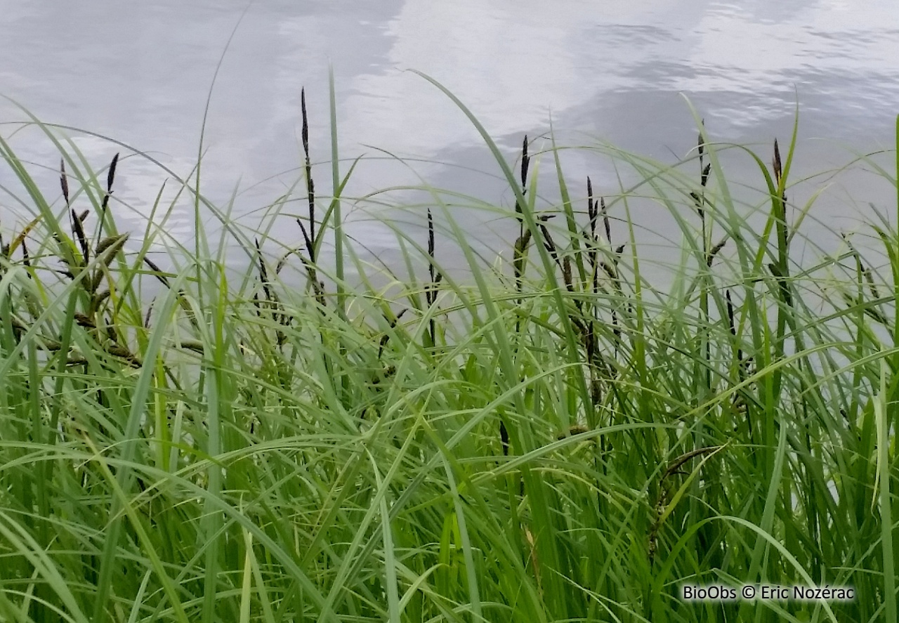 Laîche élevée - Carex elata - Eric Nozérac - BioObs