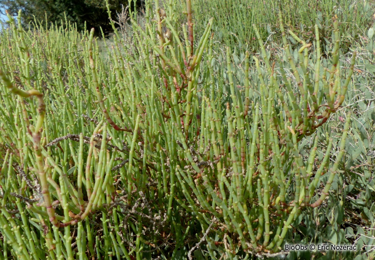 Salicorne en buisson - Salicornia fruticosa - Eric Nozérac - BioObs
