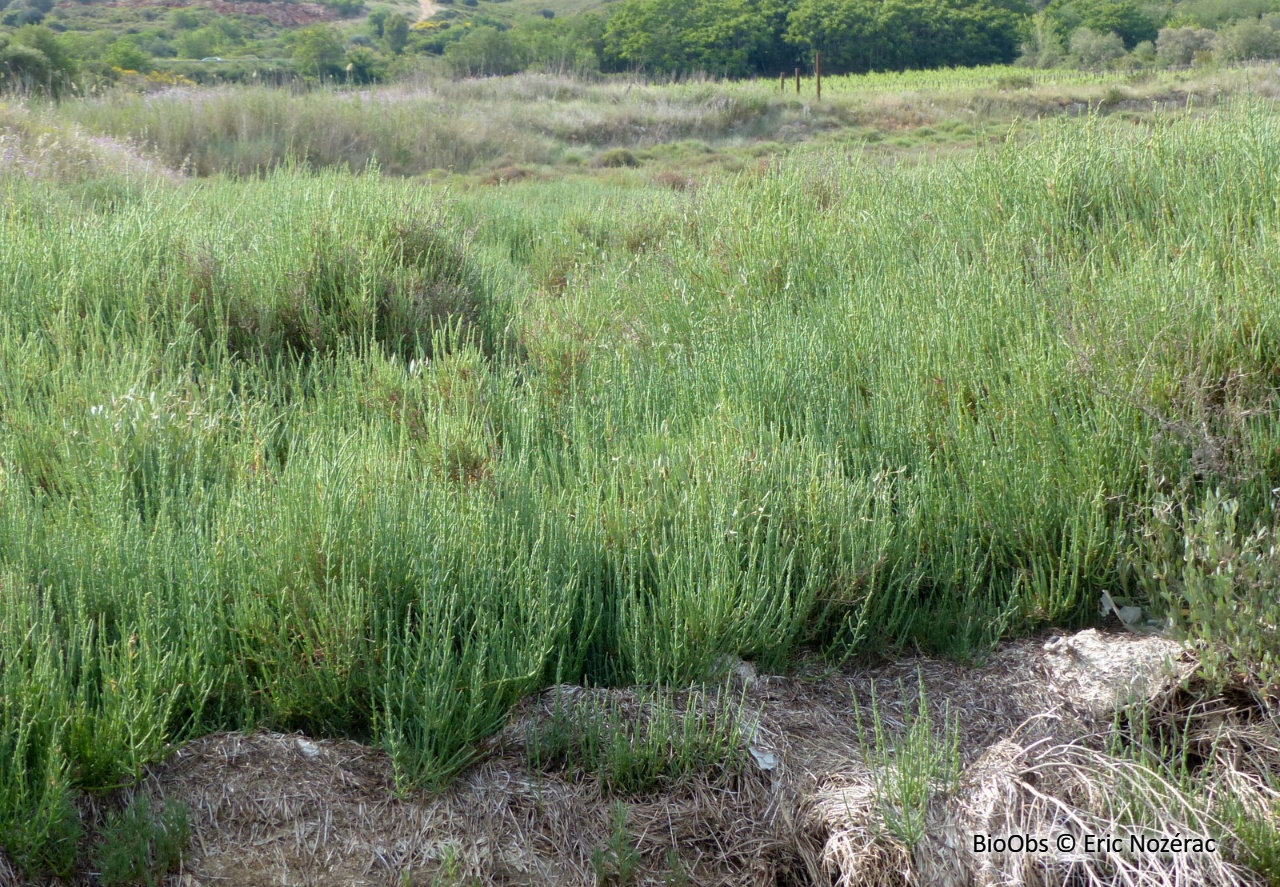 Salicorne en buisson - Salicornia fruticosa - Eric Nozérac - BioObs