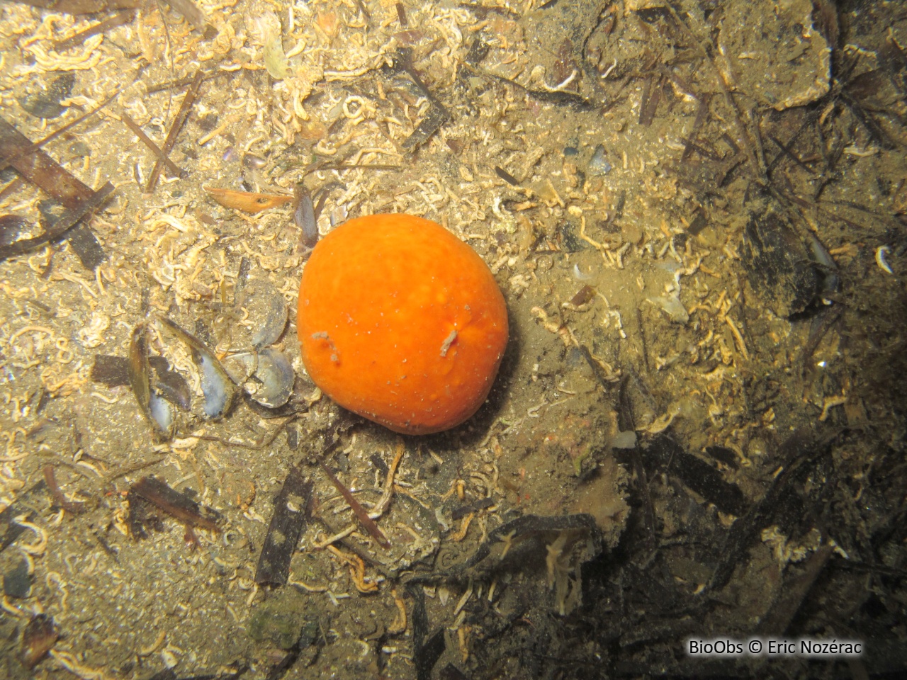 Subérite-gîte - Suberites domuncula - Eric Nozérac - BioObs