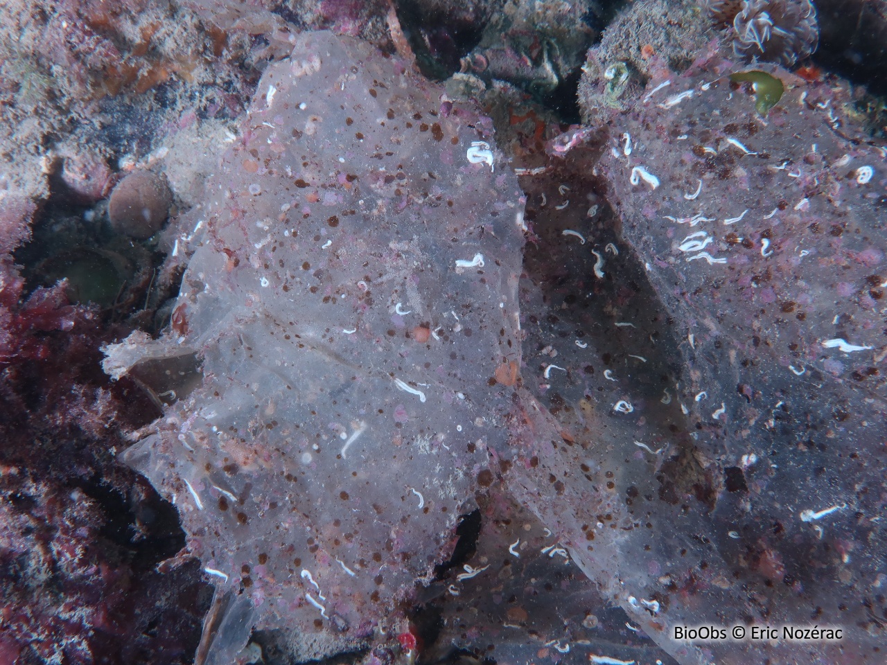 Myrionema des ulves - Myrionema strangulans - Eric Nozérac - BioObs