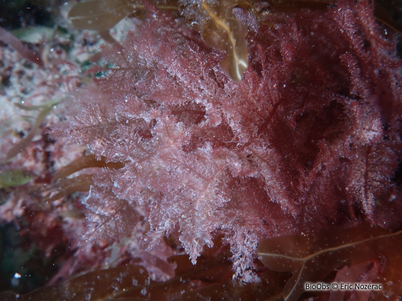 Plume épineuse rouge - Bonnemaisonia asparagoides - Eric Nozérac - BioObs