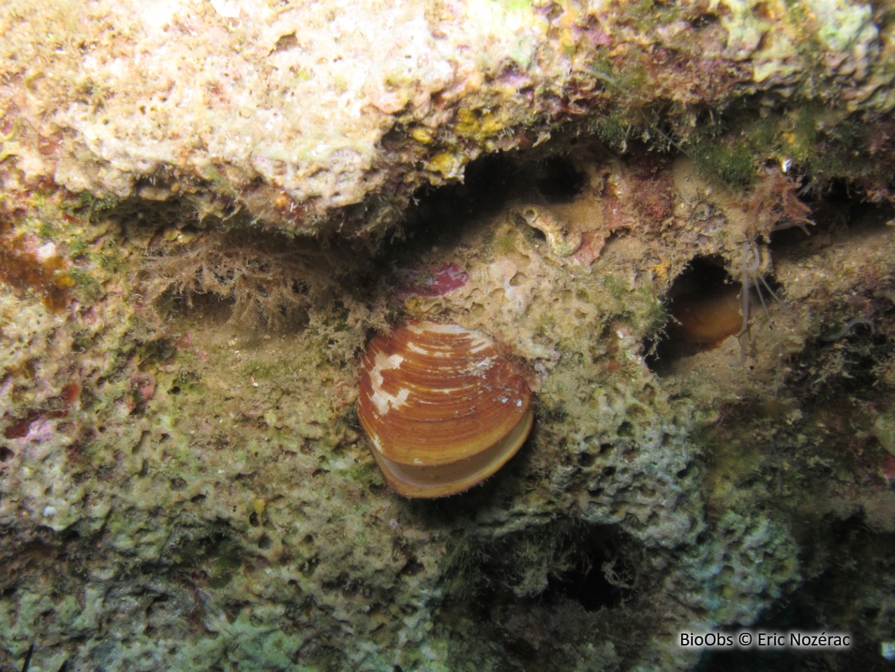 Datte de mer - Lithophaga lithophaga - Eric Nozérac - BioObs