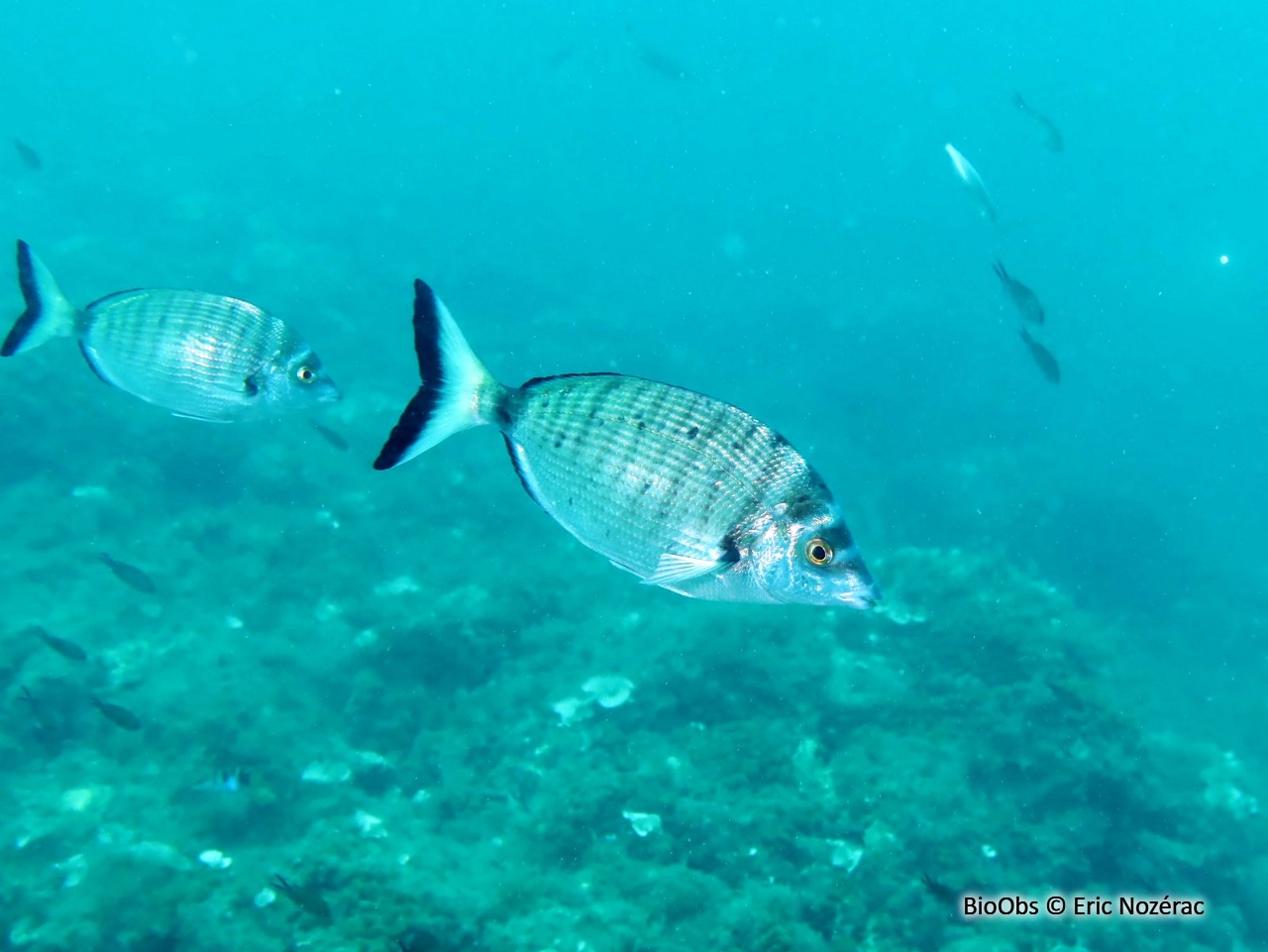Sar à museau pointu - Diplodus puntazzo - Eric Nozérac - BioObs
