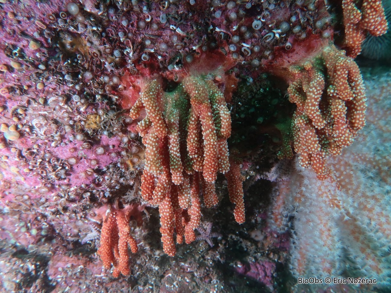 Alcyon rouge - Alcyonium glomeratum - Eric Nozérac - BioObs