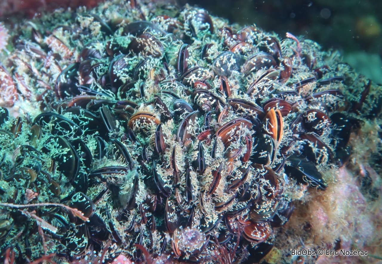 Moule comestible - Mytilus edulis - Eric Nozérac - BioObs