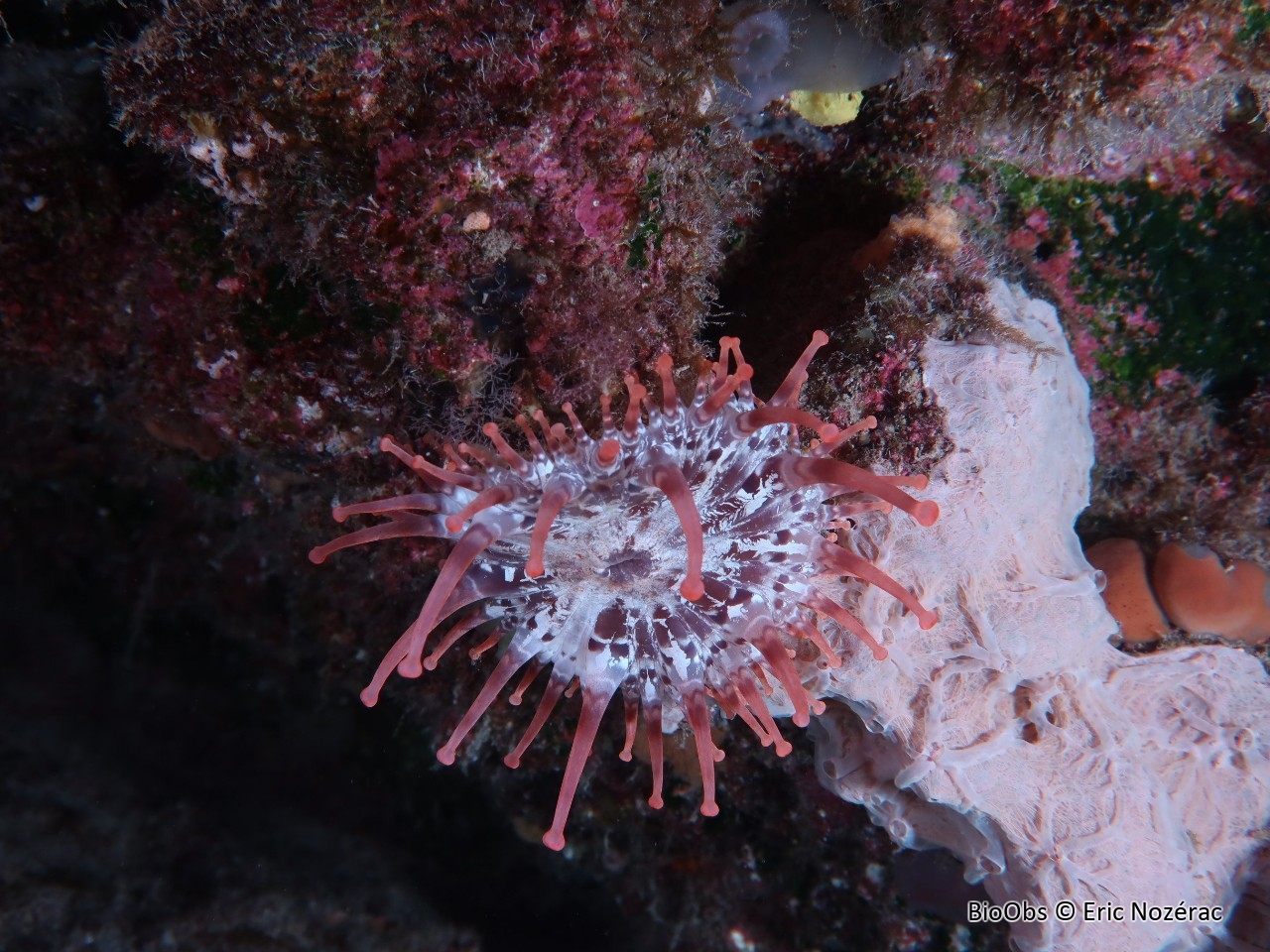 Anémone américaine - Telmatactis cricoides - Eric Nozérac - BioObs