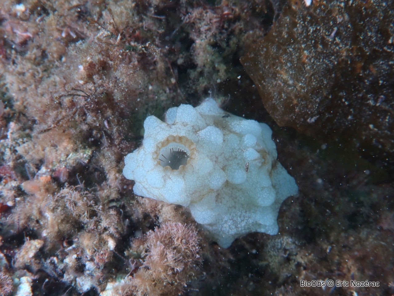 Ascidie blanche - Phallusia mammillata - Eric Nozérac - BioObs
