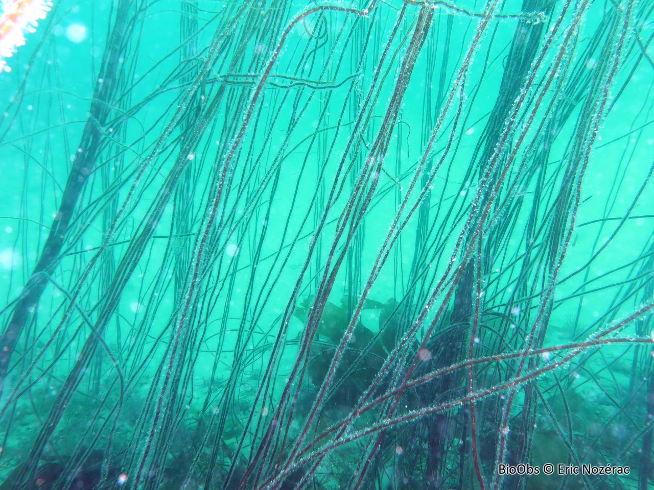 Lacet de mer - Chorda filum - Eric Nozérac - BioObs