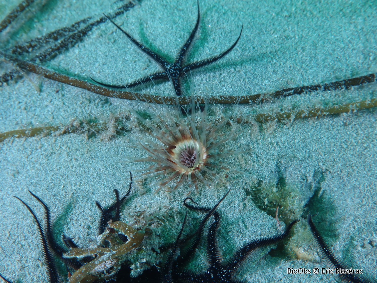 Petit cérianthe - Cerianthus lloydii - Eric Nozérac - BioObs