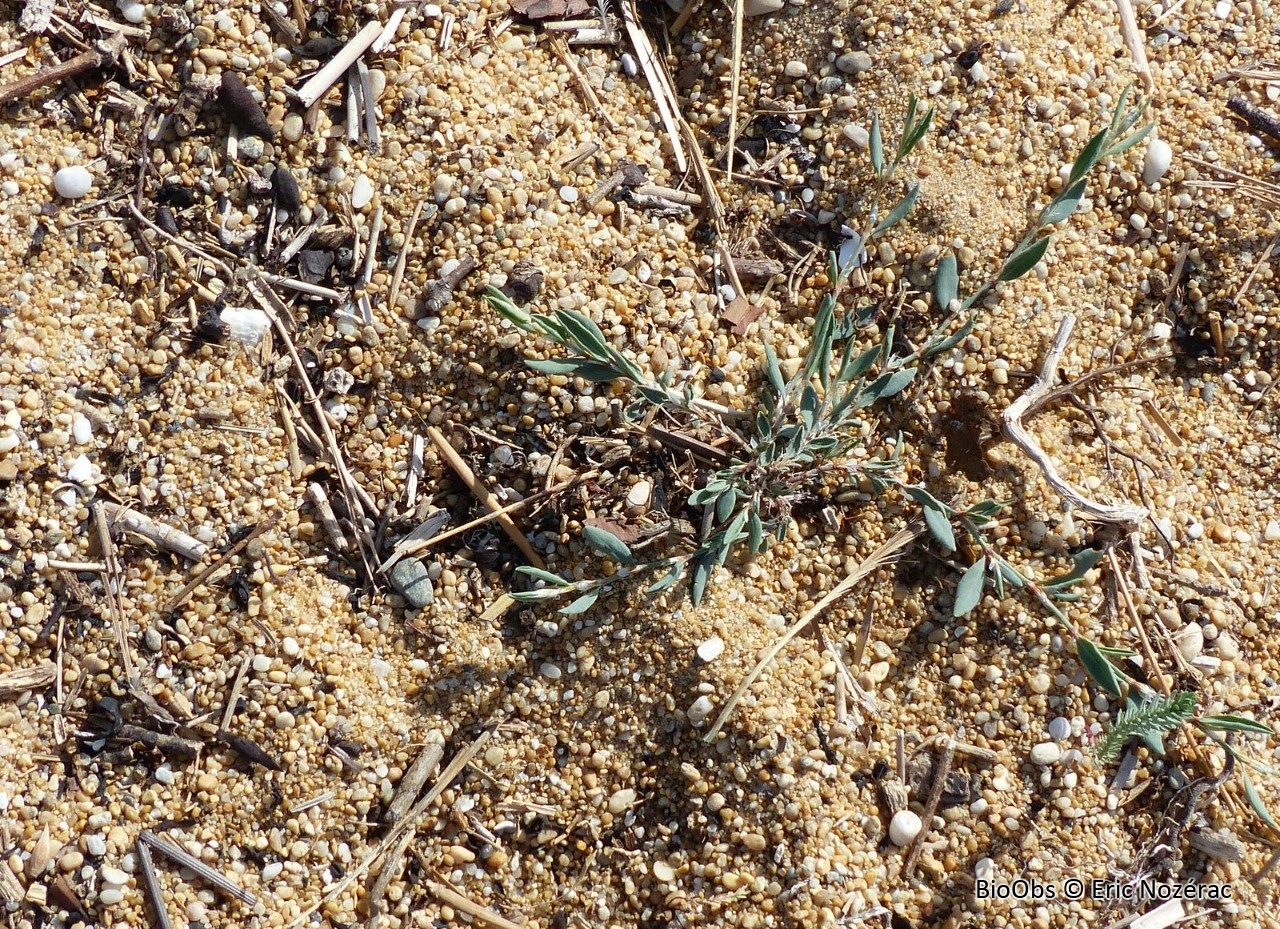 Renouée maritime - Polygonum maritimum - Eric Nozérac - BioObs