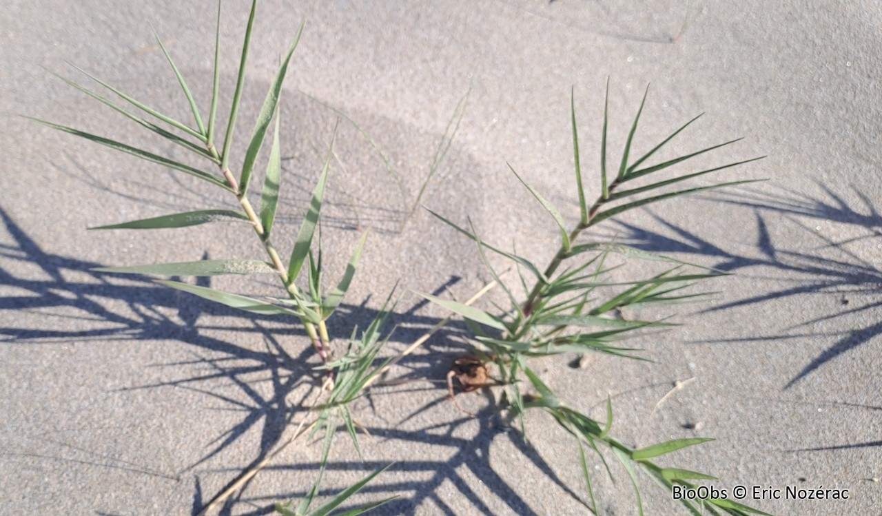 Sporobole piquant - Sporobolus pungens - Eric Nozérac - BioObs