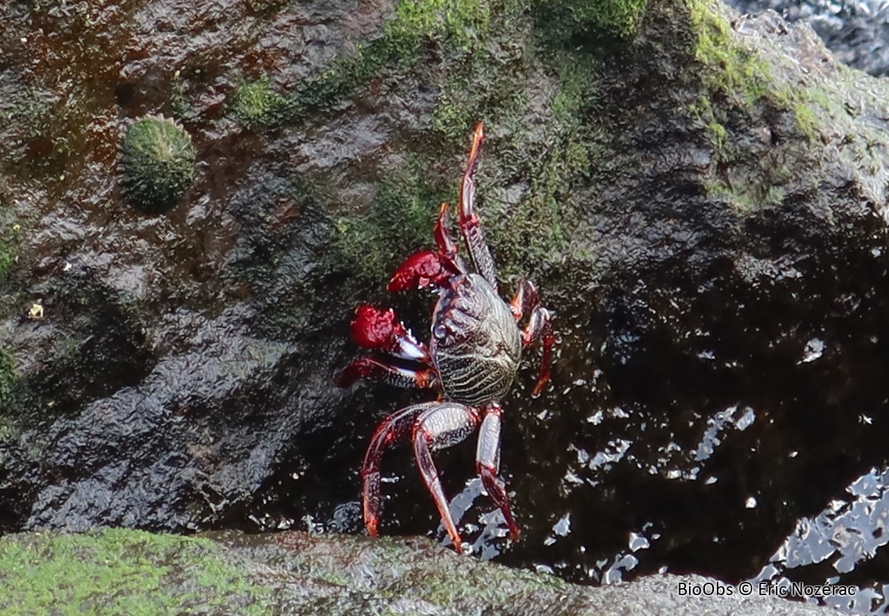 Crabe rouge des rochers - Grapsus adscensionis - Eric Nozérac - BioObs