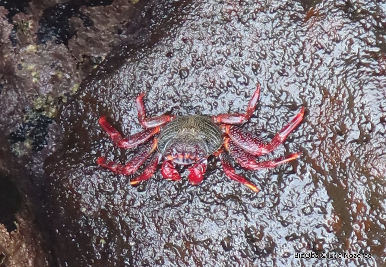 Crabe rouge des rochers - Grapsus adscensionis - Eric Nozérac - BioObs