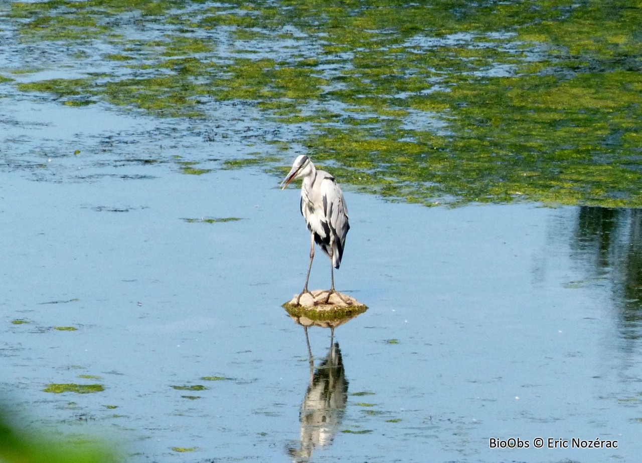 Héron cendré - Ardea cinerea - Eric Nozérac - BioObs
