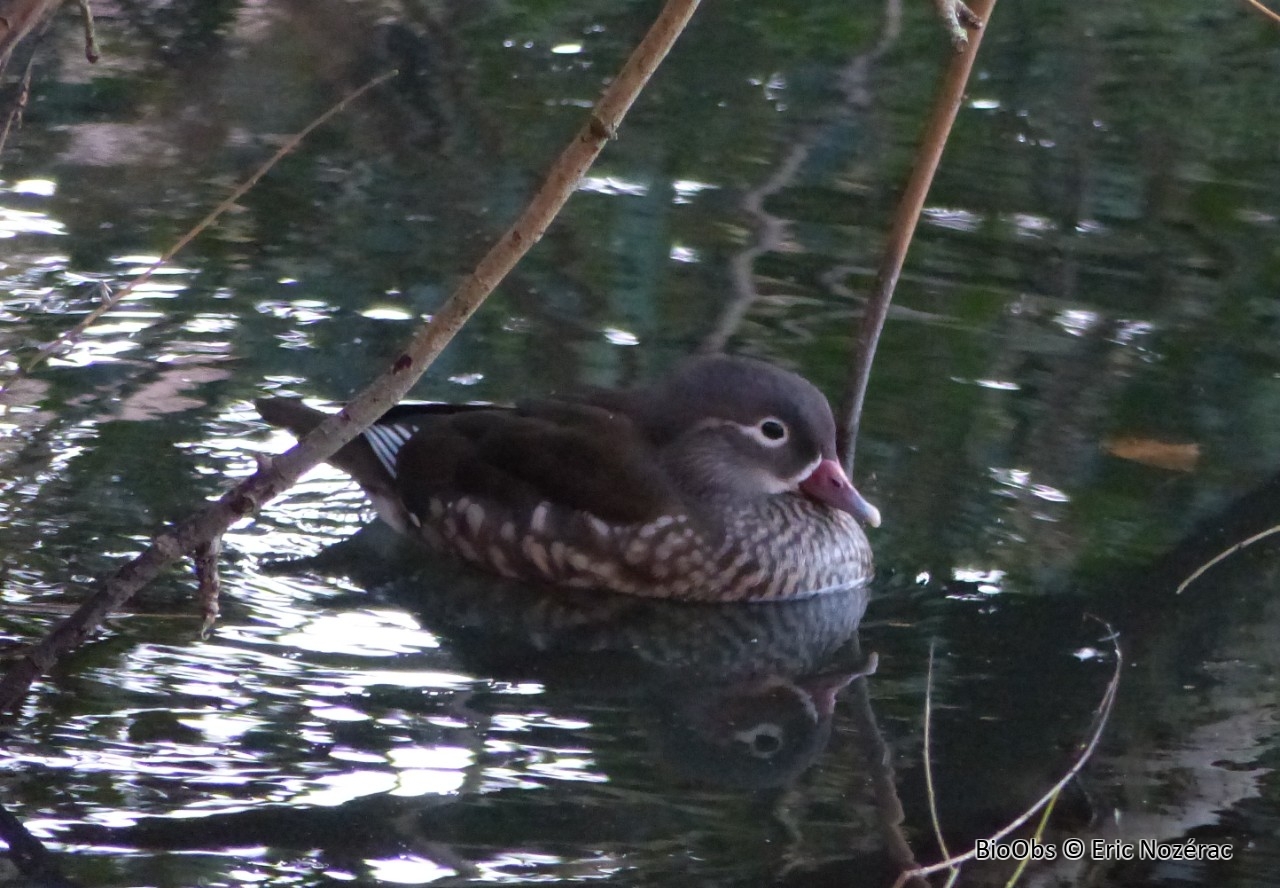 Canard mandarin - Aix galericulata - Eric Nozérac - BioObs