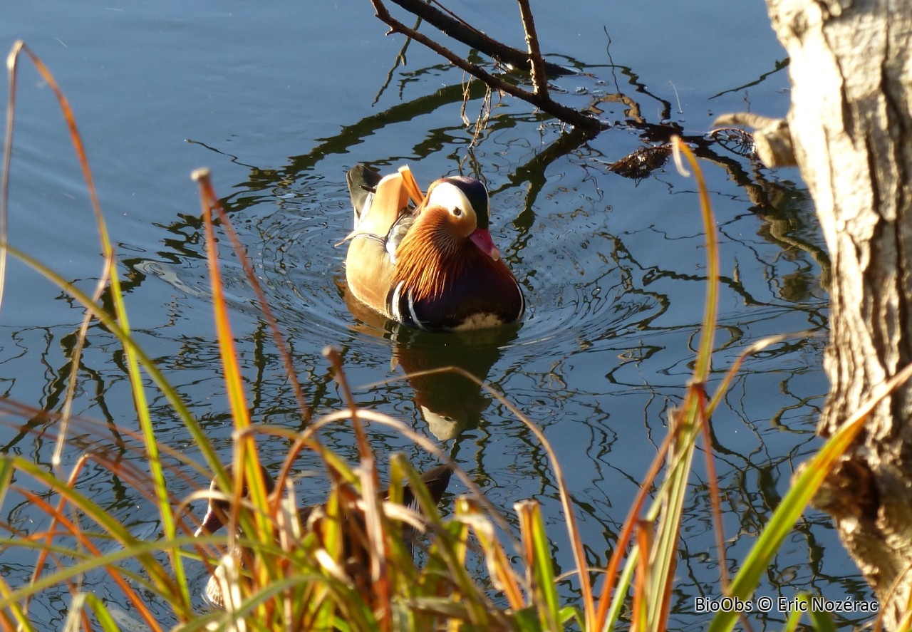 Canard mandarin - Aix galericulata - Eric Nozérac - BioObs
