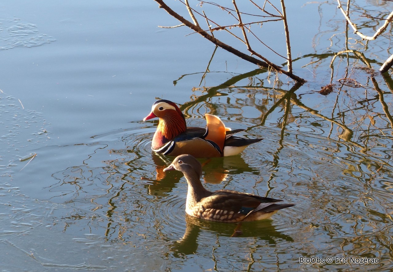 Canard mandarin - Aix galericulata - Eric Nozérac - BioObs