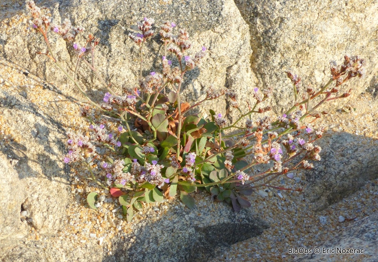 Limonium de Salmon (Statice) - Limonium binervosum - Eric Nozérac - BioObs
